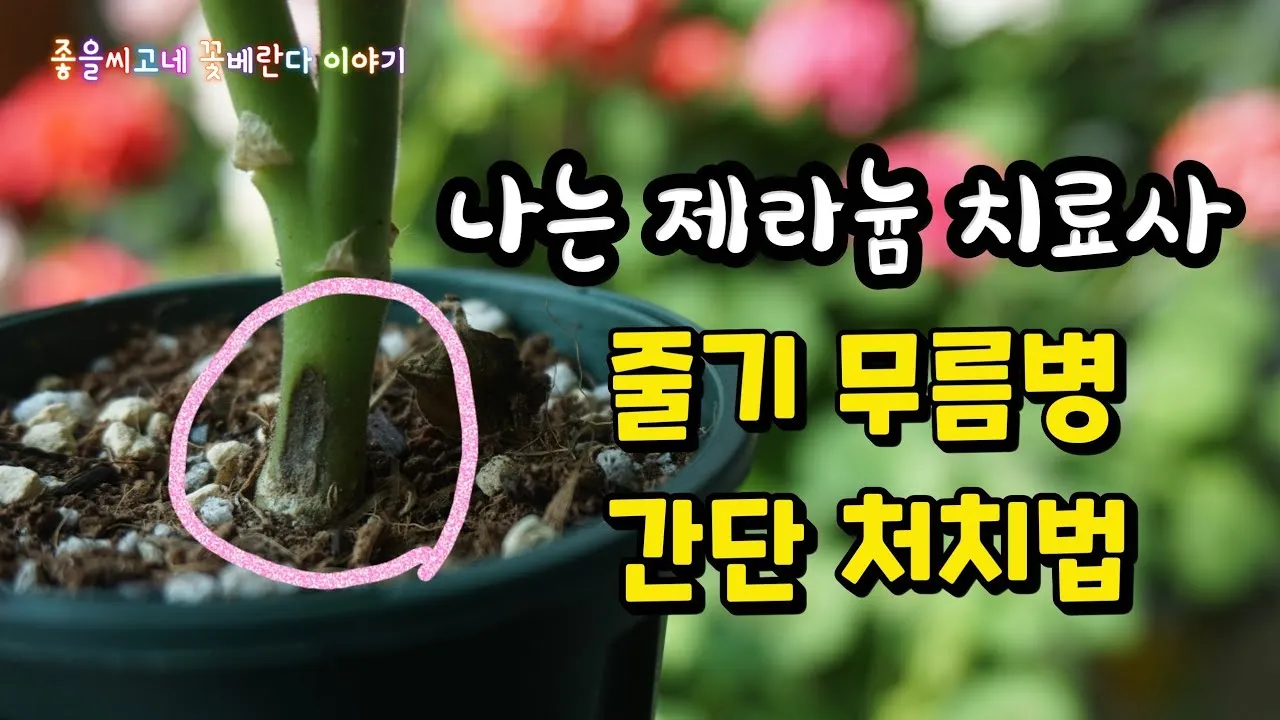 "제라늄