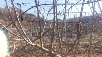 체리나무 재배법 건강한 과일 나무 키우기_15