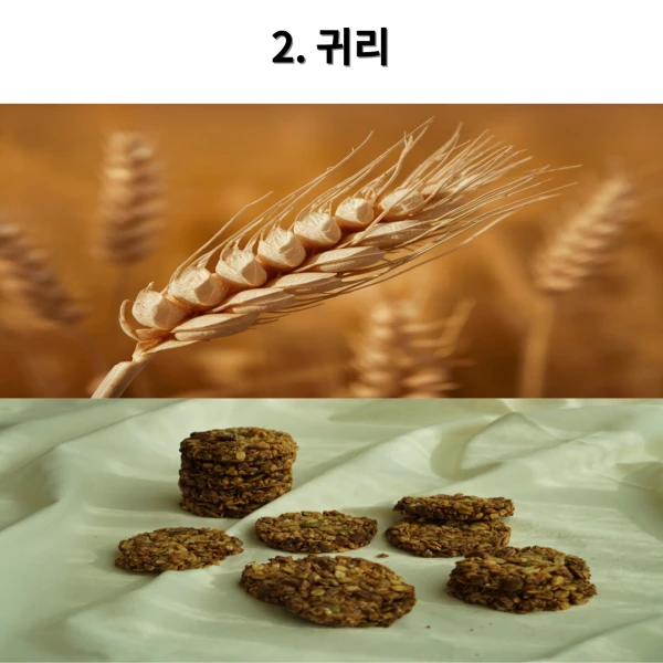 세계 10대 푸드_2,귀리