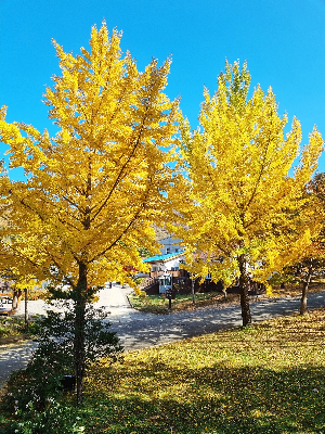 안성 미리내 성지