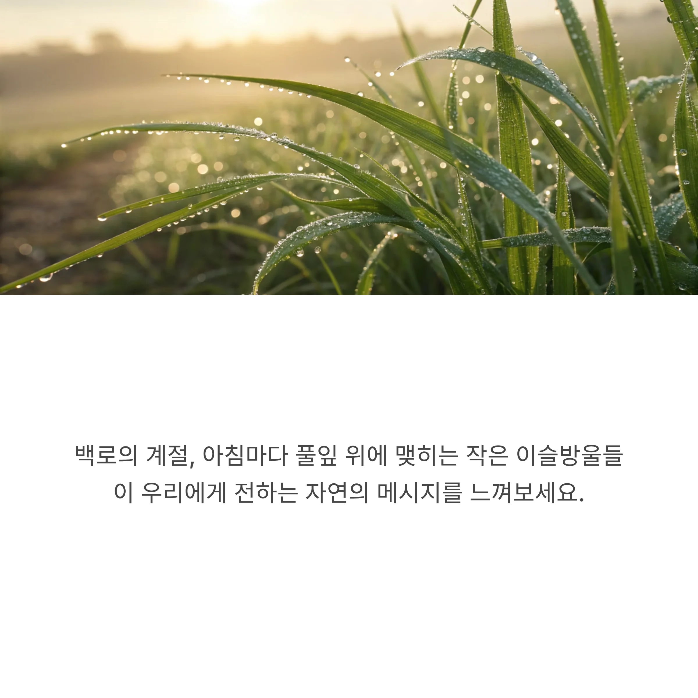 흰이슬