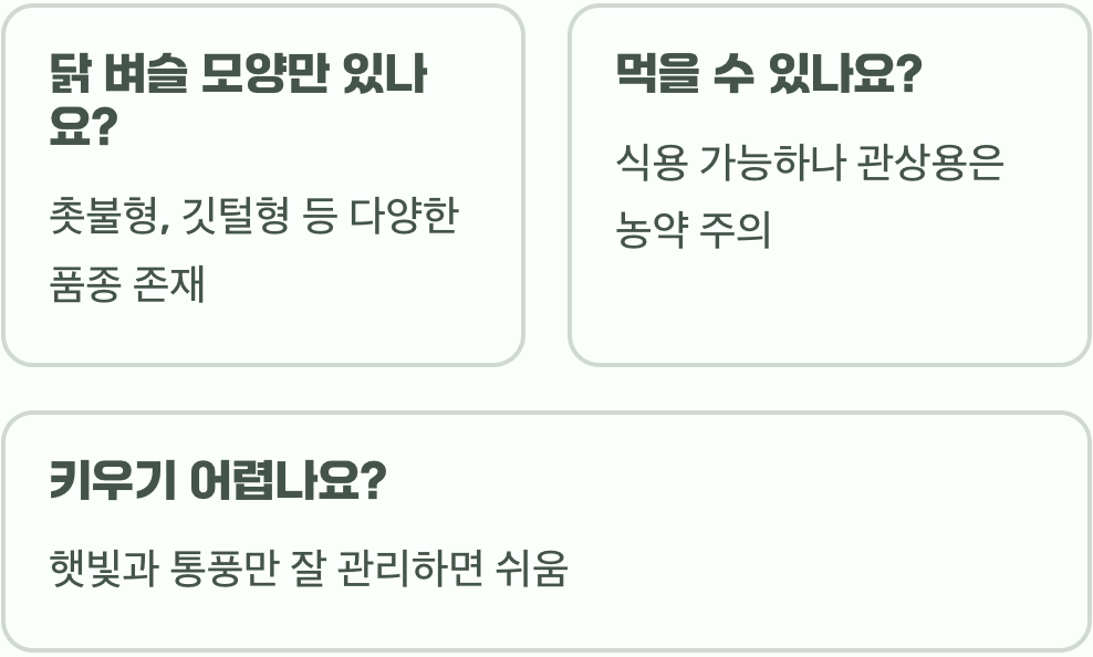 맨드라미 꽃말과 색상별 숨겨진 의미