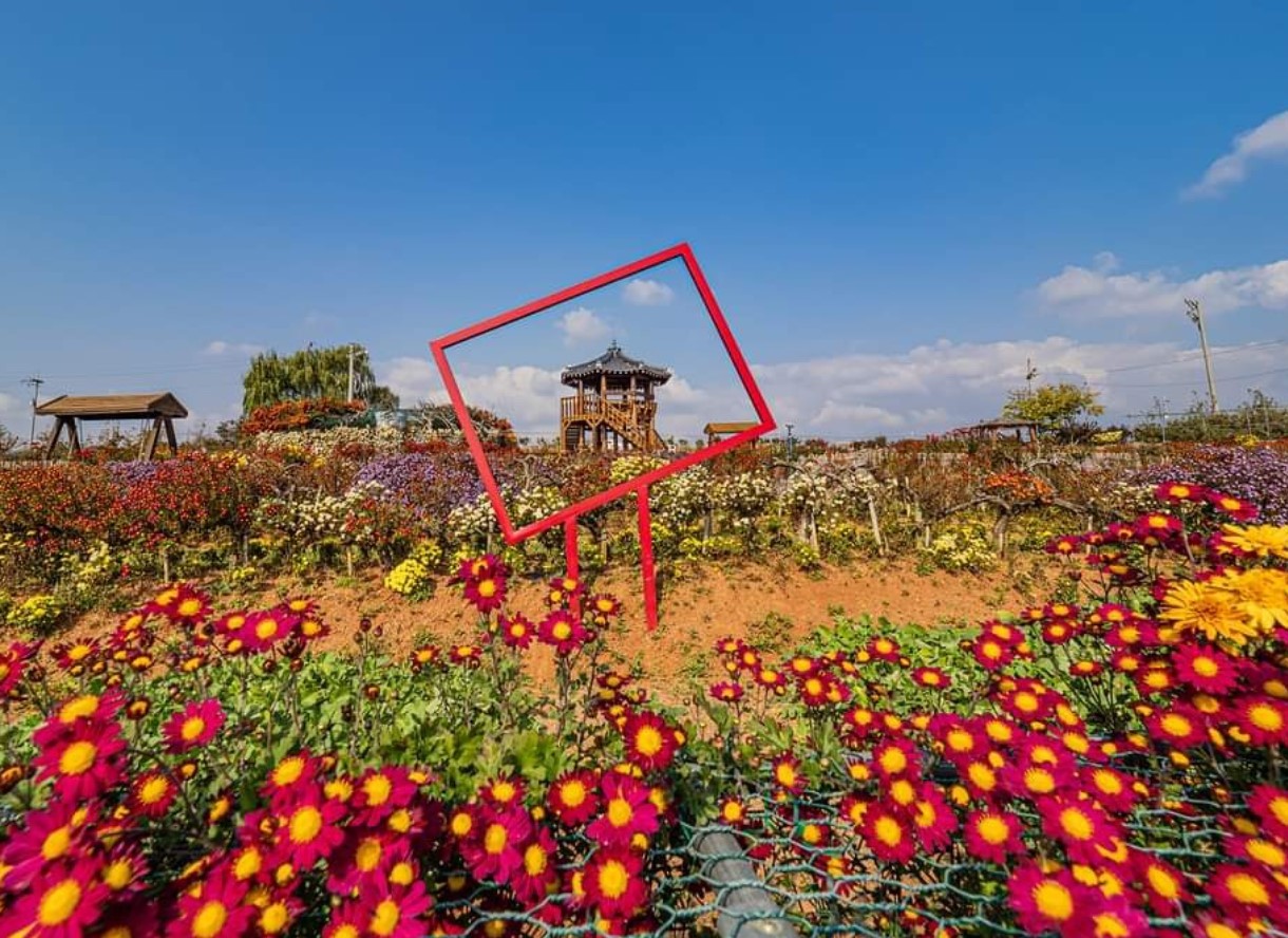 사각 프레임으로 국화꽃 밭에 있는 정자를 담은 풍경