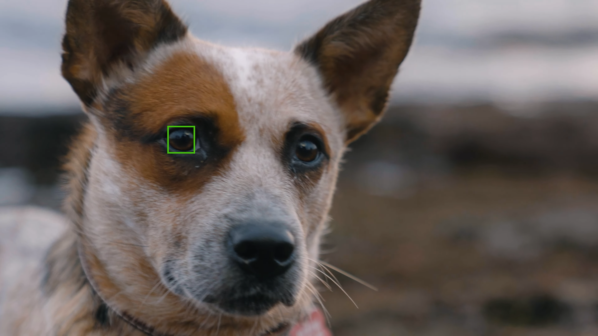 Eye-AF 기능을 통한 반려견 눈 자동 초점