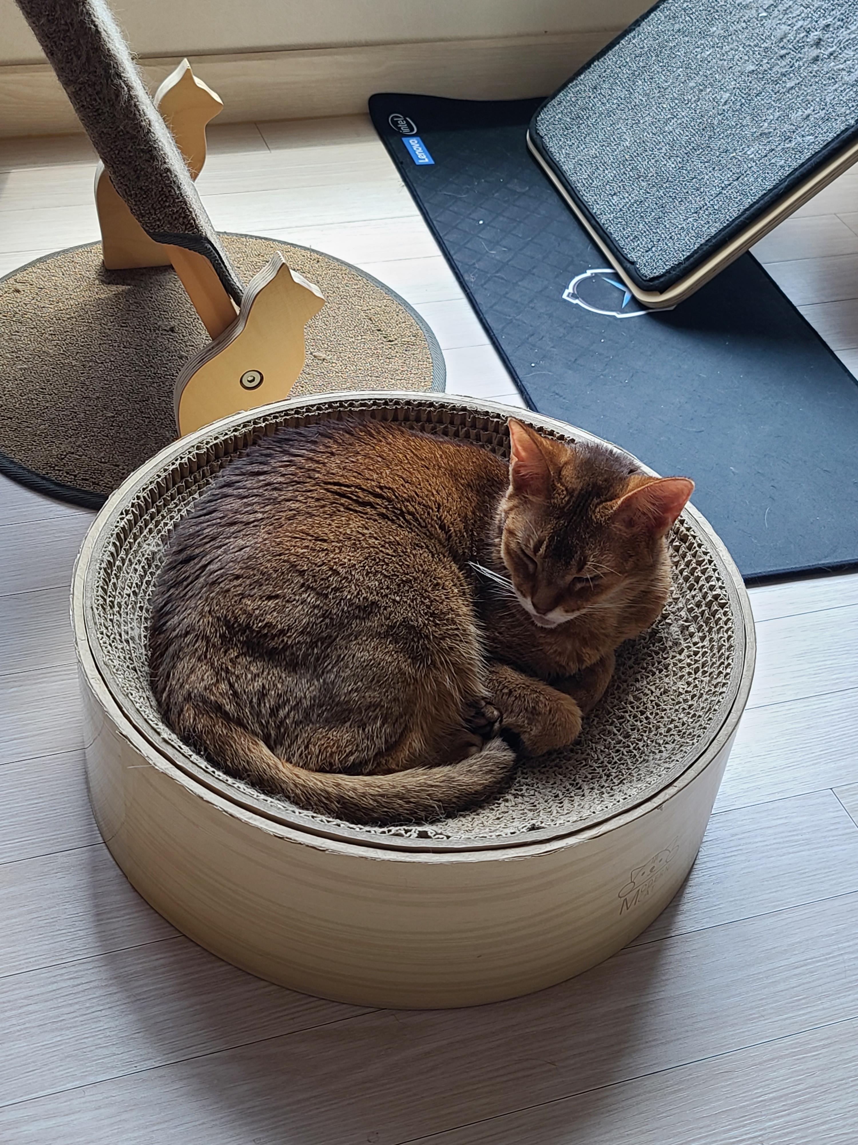 요즘 부쩍 인기가 높아진 '동 to the 그 to the 라미' 스크래쳐!