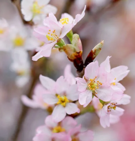 25년 벚꽃 개화시기 전국 일정