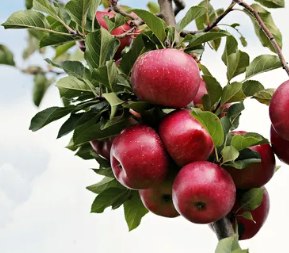 사과의 효능과 부작용 권장량
