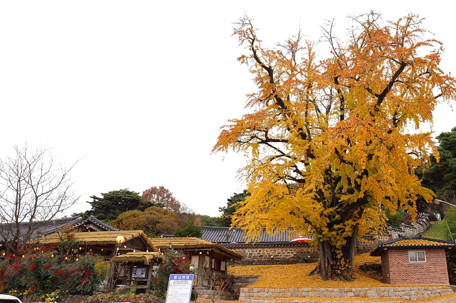 청양 봉암리 은행나무
