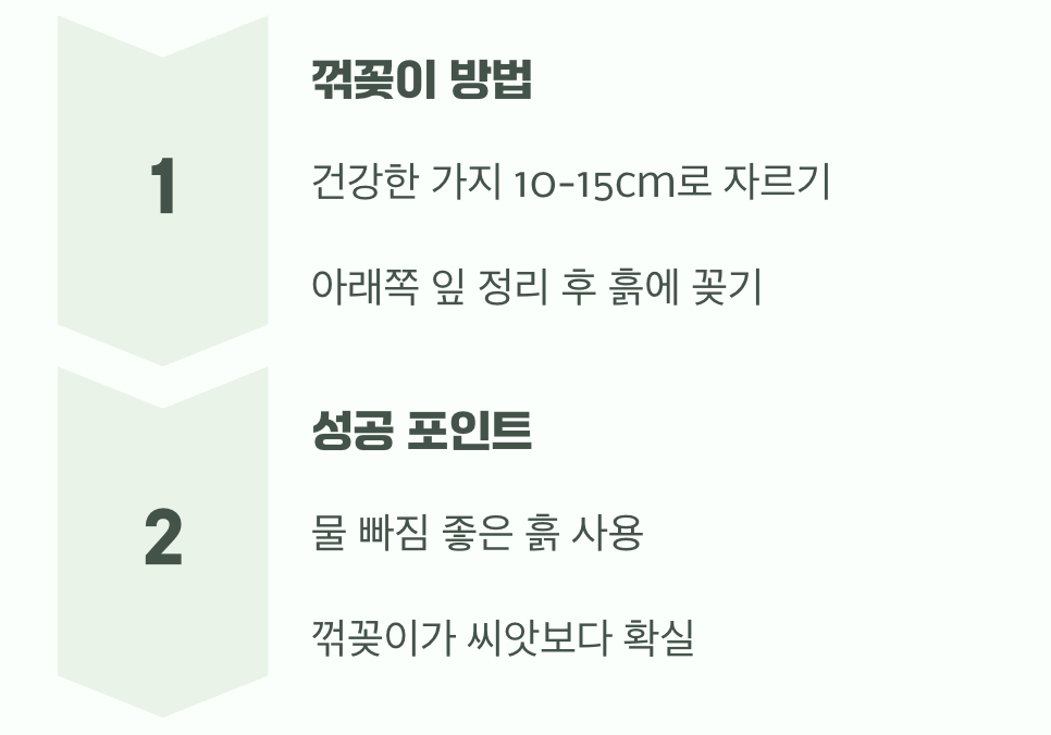 비결 4. 번식의 즐거움, '꺾꽂이'와 '씨앗'