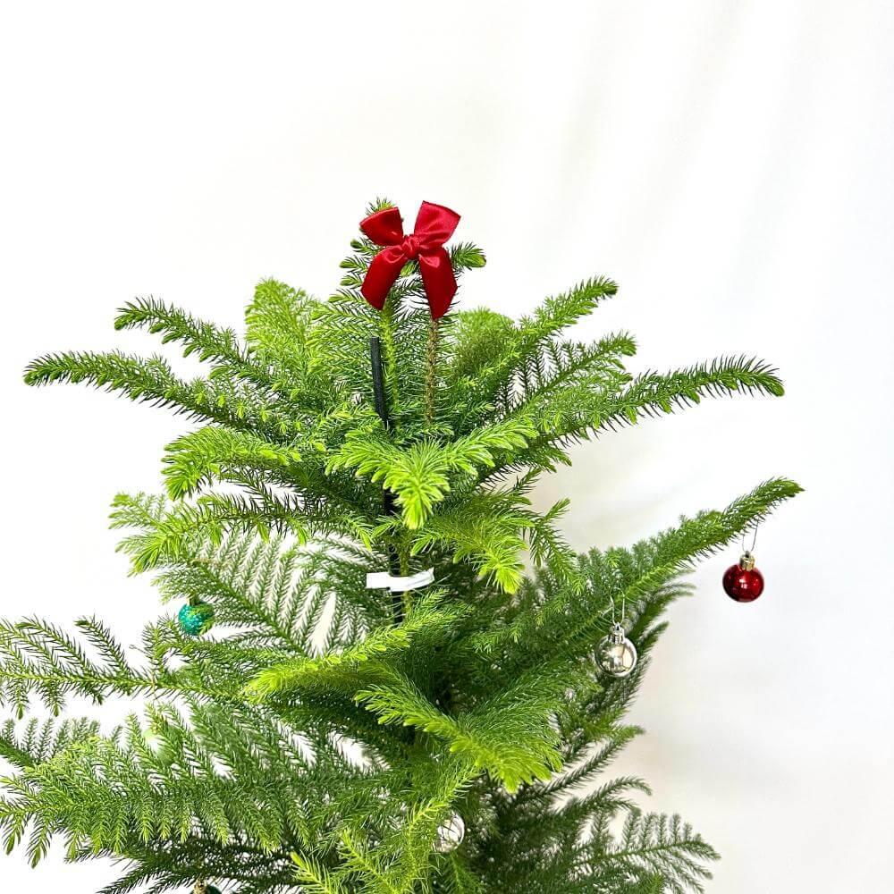 아라우카리아 키우기 크리스마스 트리