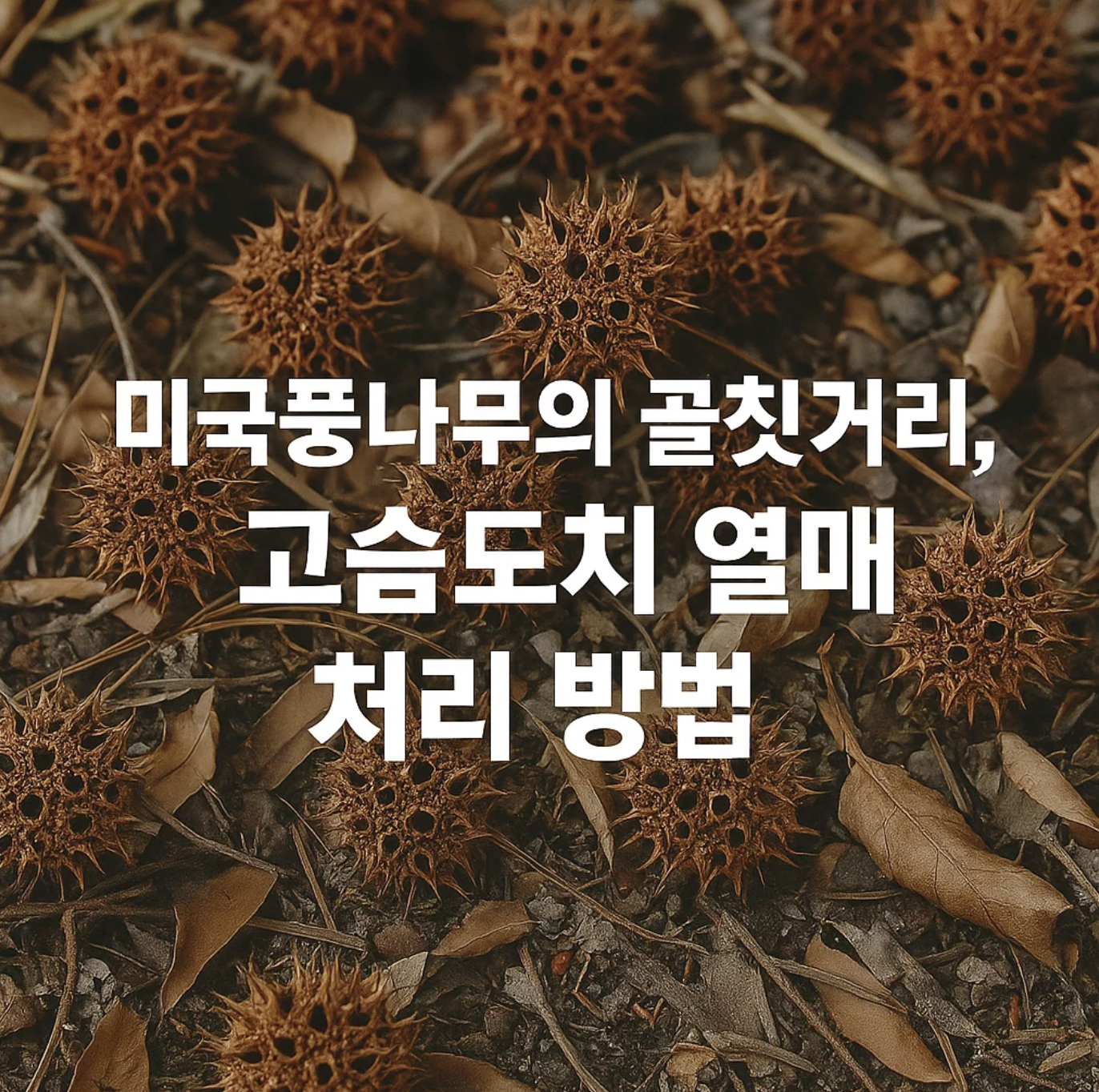 미국풍나무의 골칫거리, 고슴도치 열매 처리 방법