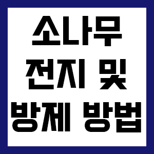 소나무 전지 시기 및 방법, 소나무 약치는 시기 병충해 방제1