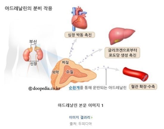 부신 위치