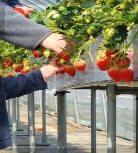 논산딸기축제_1