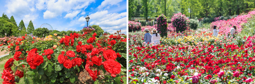 에버랜드 장미축제 행사 정보 안내 배너 이미지