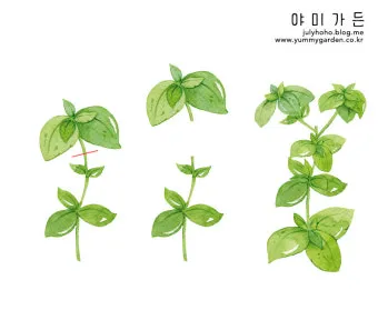 순지르기 기초 측지유도 키작게유지 공간효율 관리 팁_4