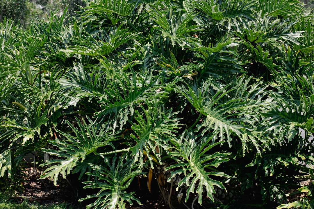 Philodendron