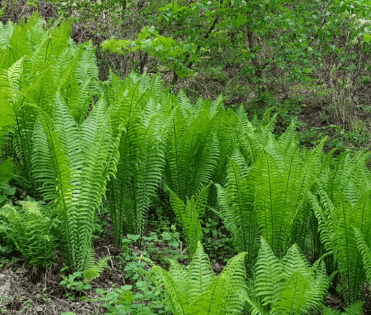 고사리-식물-사진