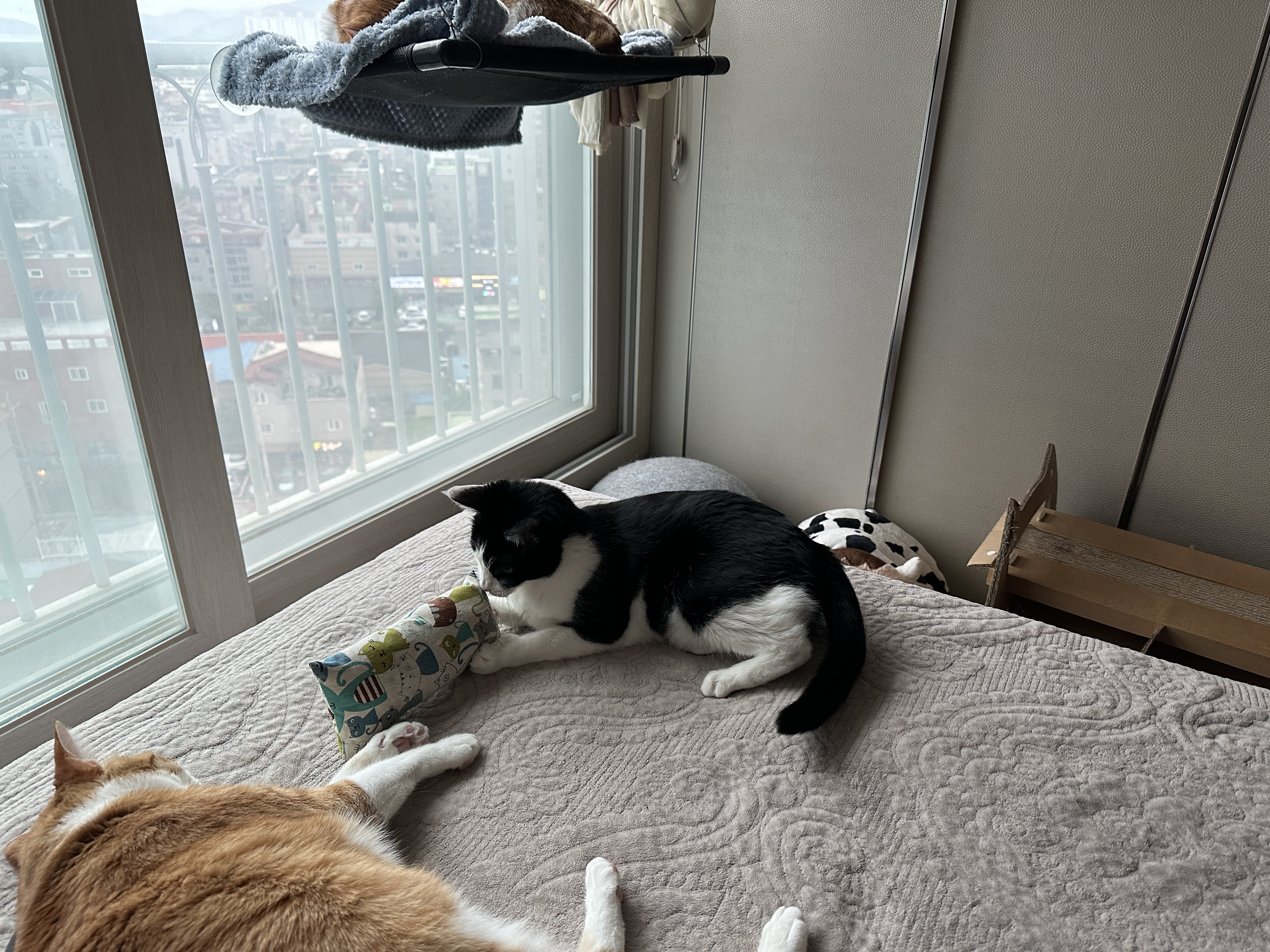 캣닢 좋아하는 두리의 캣닢쿠션 활용법 (feat. 시선강탈 호야 발꼬락)