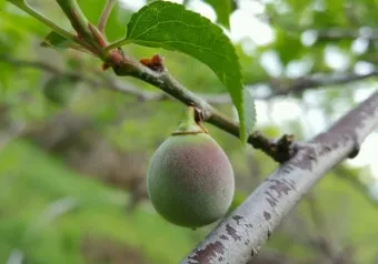 매실 재배 적과 타이밍 병충해 방제 수확 저장_8