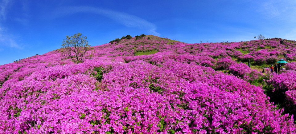 황매산철쭉사진