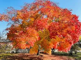 진해군항제 일정