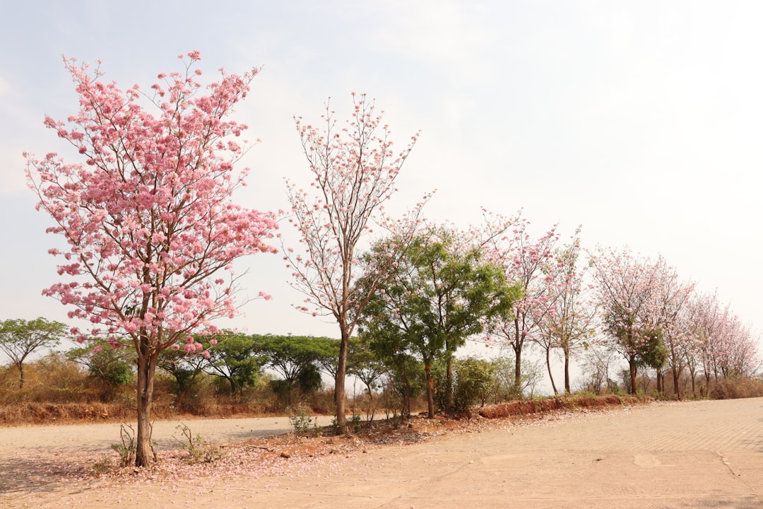 Sanjeongyu (Cornelian Cherry)
