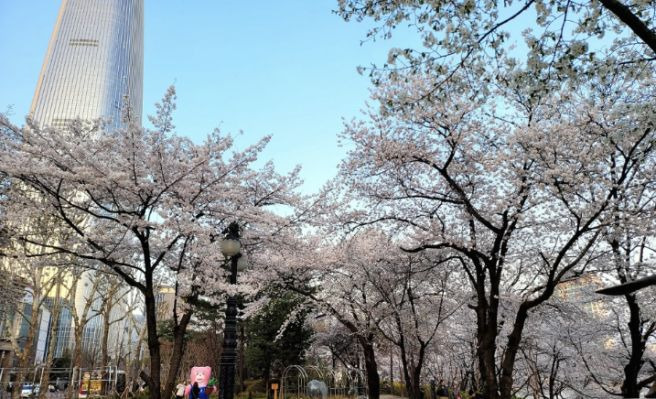 석촌호수 벚꽃 축제