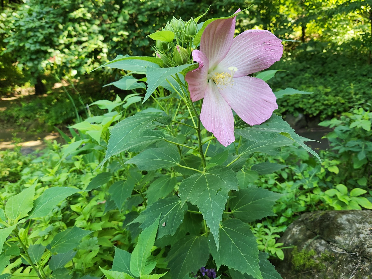 부용