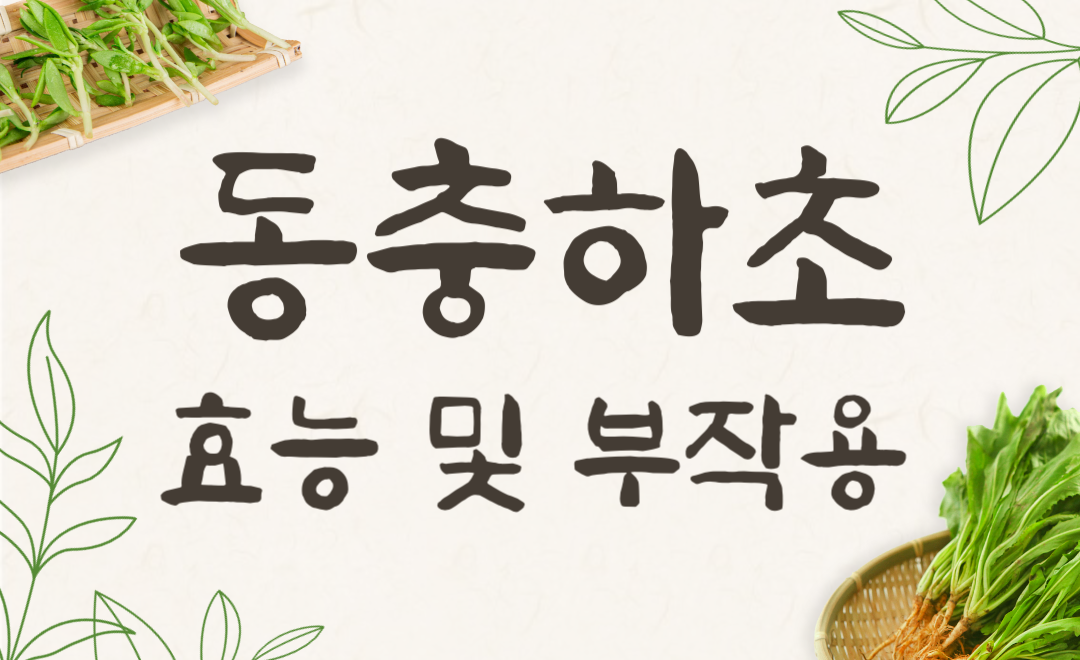 동충하초 효능과 부작용, 차로 먹는 법 완벽 가이드