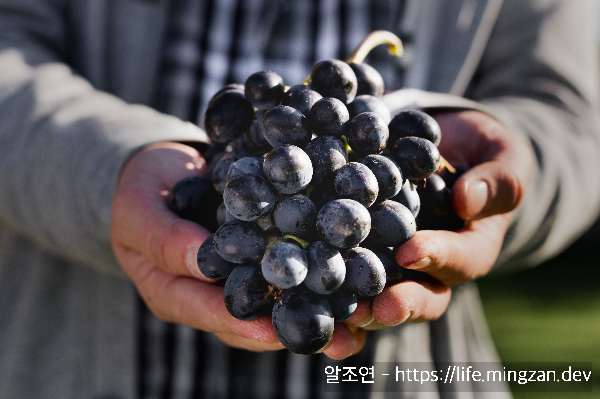 우리나라에서 자주 보는 짙은 색 포도