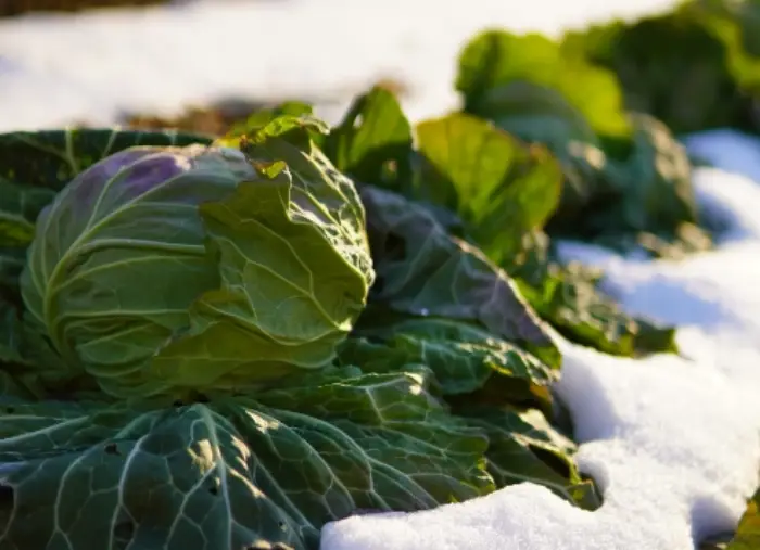 김장배추 절이기