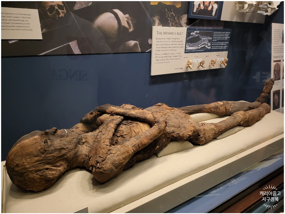 워싱턴 스미스소니언 국립 자연사 박물관