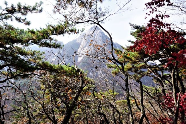 소나무 단풍나무 사이로 당겨 찍은 인수봉,