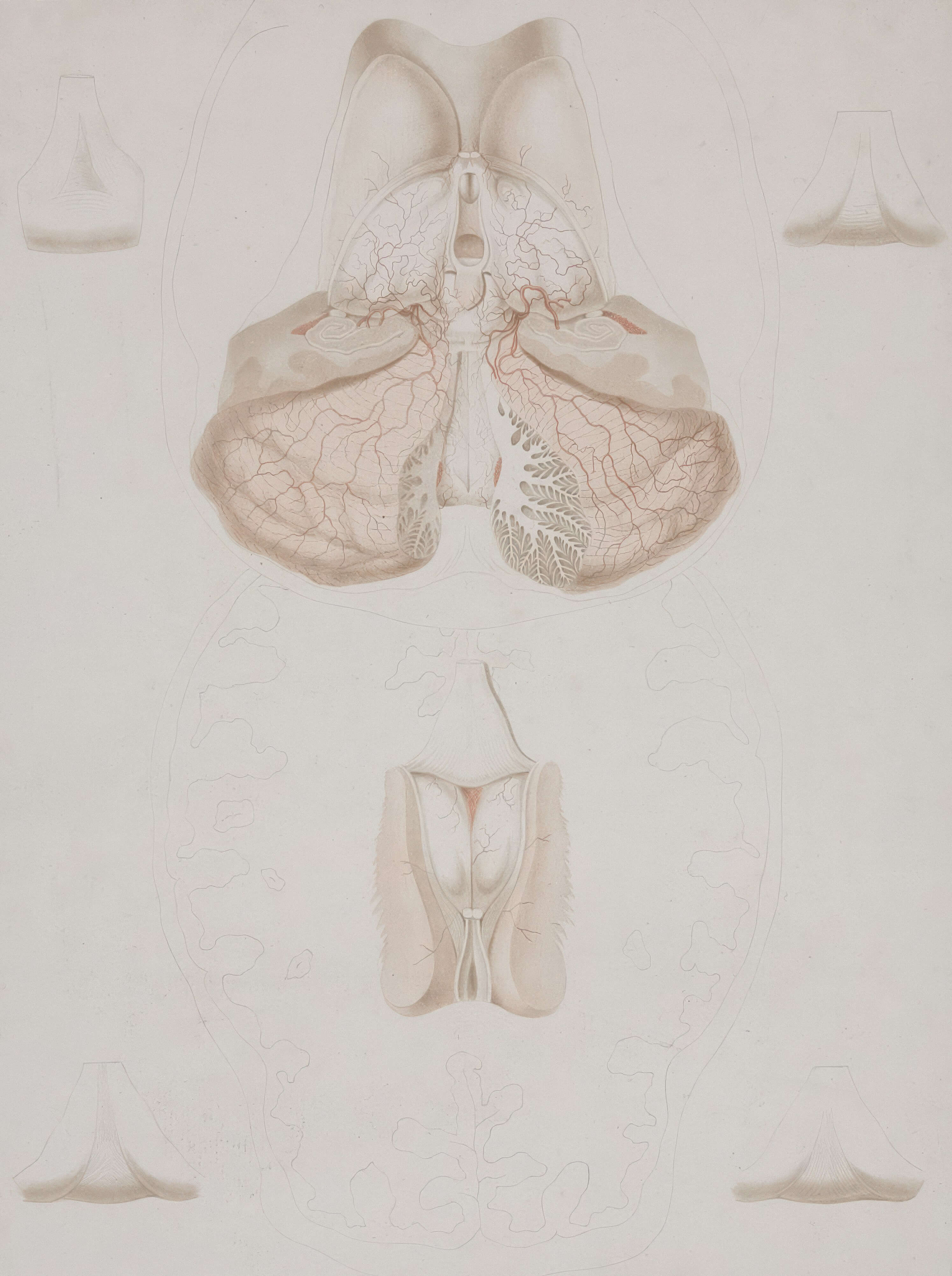 갑상선(Thyroid Gland)