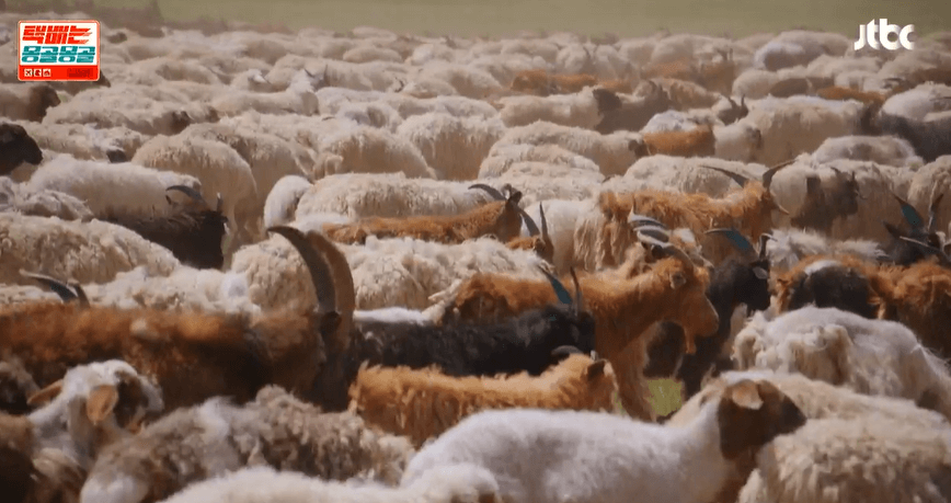 택배는 몽골몽골 출연진