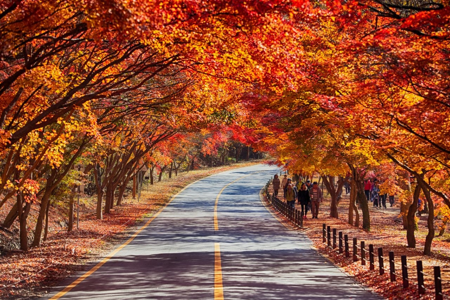 가을 단풍철 내장산 여행 준비물
