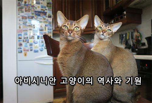 아비시니안 고양이의 역사와 기원