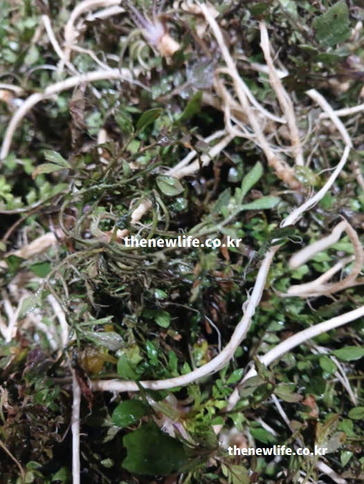 냉이 효능의 혈관 건강을 책임지는 칼륨 성분이 포함된 실사진