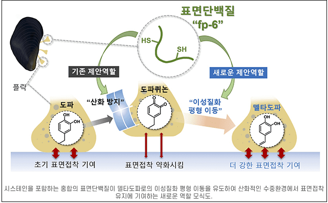 포스텍, 물속에서도 접착력 유지하는 홍합의 비밀 규명