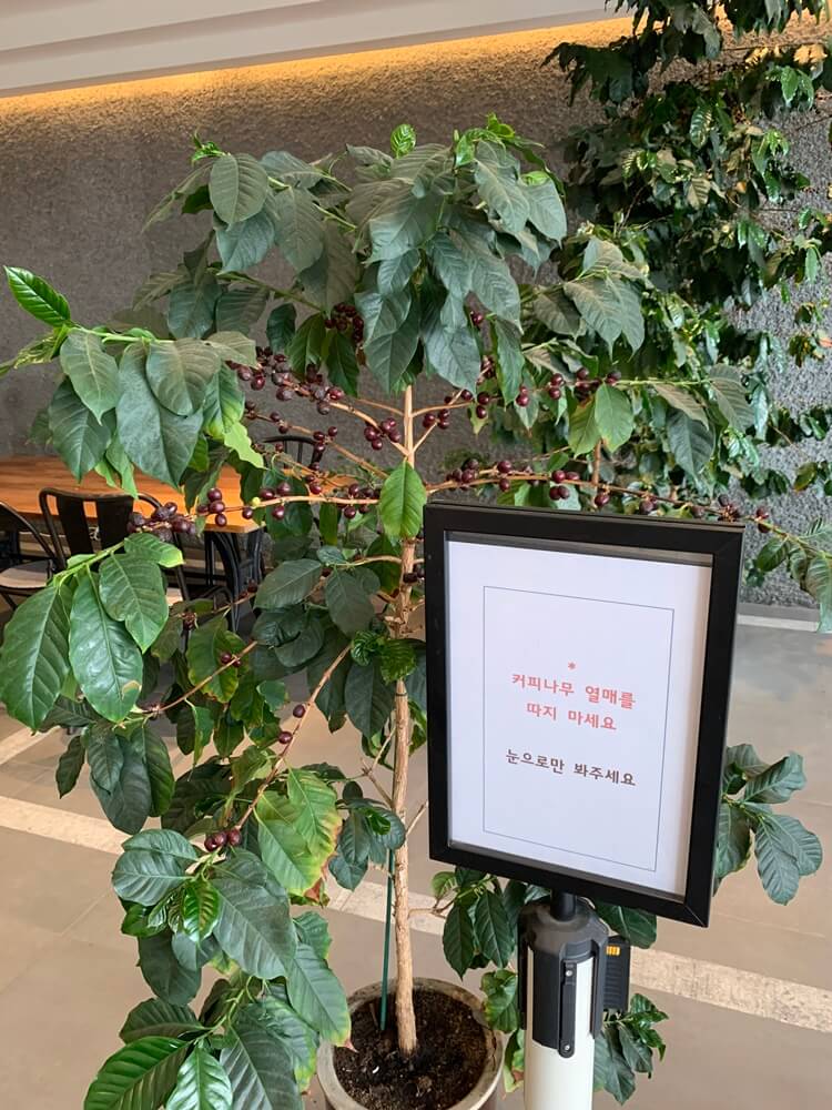 커피나무