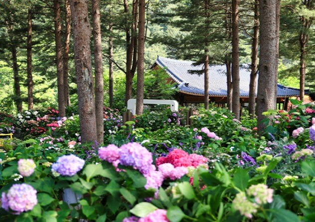 아침고요수목원 여름사진