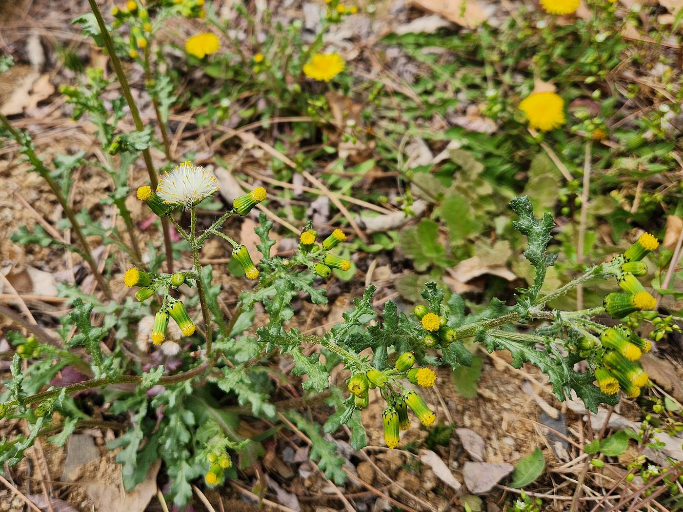 개쑥갓(들쑥갓)