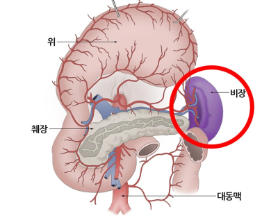 비장의 위치