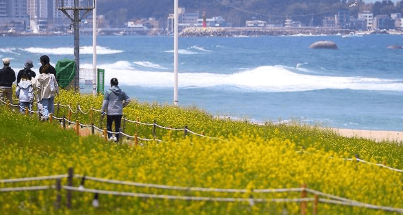 강릉 사근진 해변 유채꽃밭