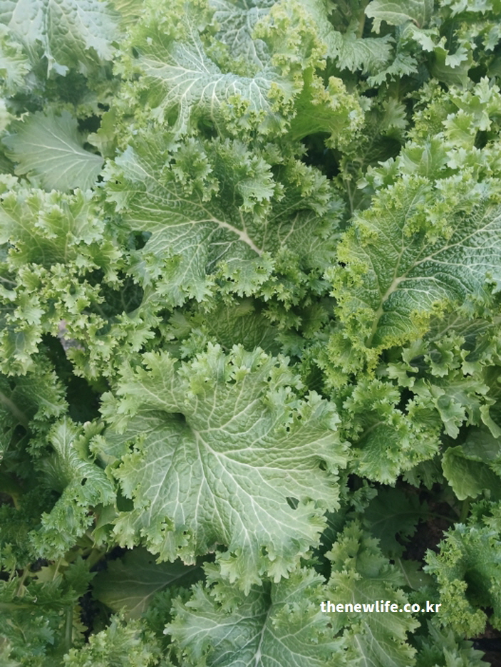 겨자잎의 선명한 잎맥과 곡선 구조가 드러난 실물 이미지 – 겨자잎 영양 성분과 효능을 설명하는 실제 사진