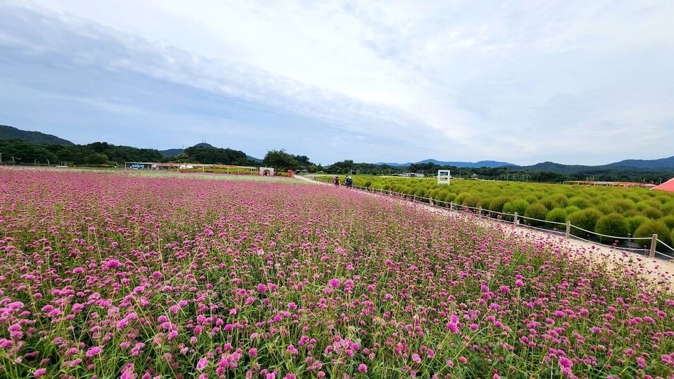 양주 나리농원 천일홍축제