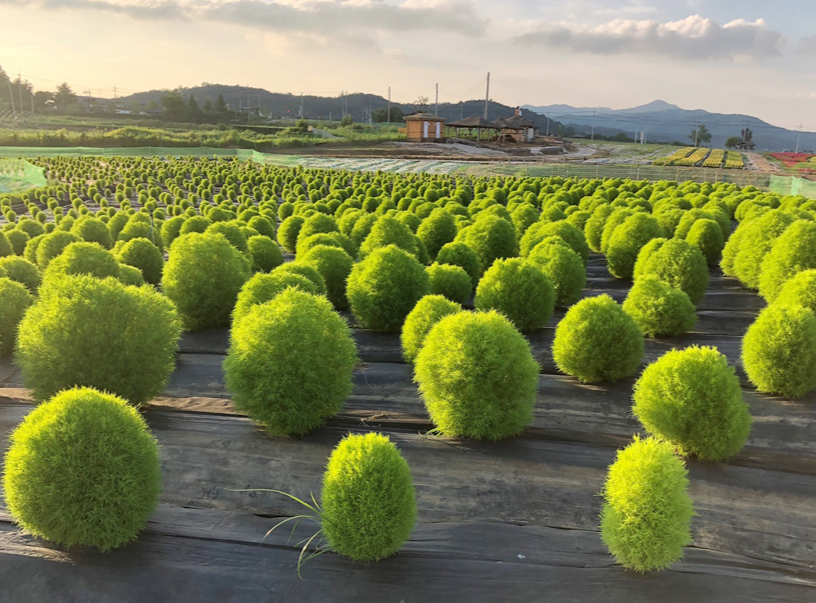 철원 고석정 꽃축제