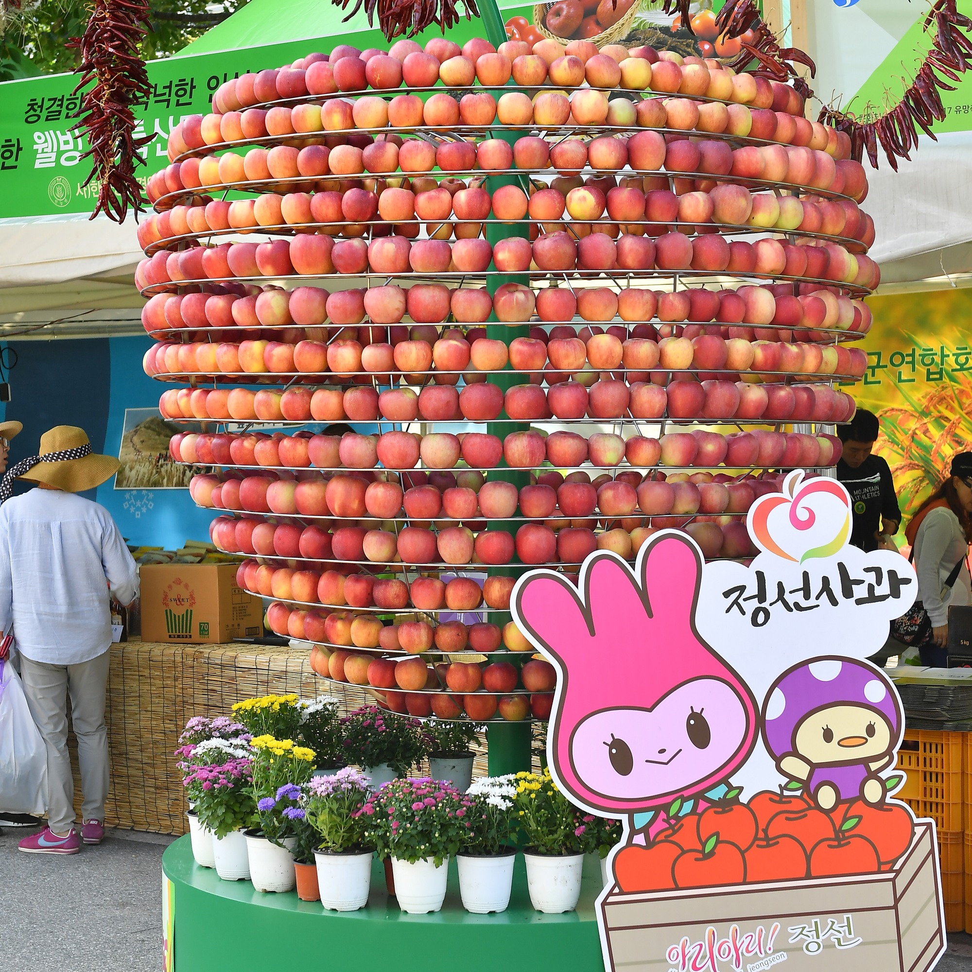 2024 정선사과축제 특징