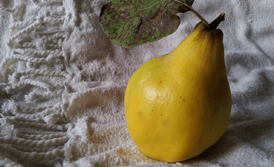 입덧에 좋은 음식 모과